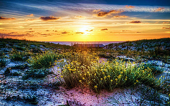 Wildflowers on the Sand Dunes, France, sea, blossoms, mediterranean, flowers, sky, sunset HD wallpaper