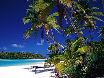 Landscape, Sea, Beach, Palms HD wallpaper