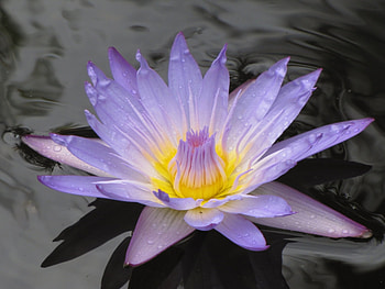 Plants, Flowers HD wallpaper