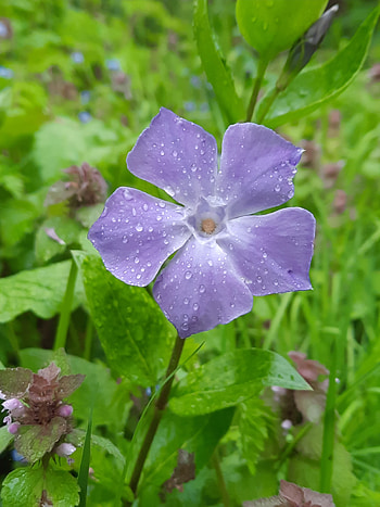 Flower, spring, terrestrial_plant HD phone wallpaper