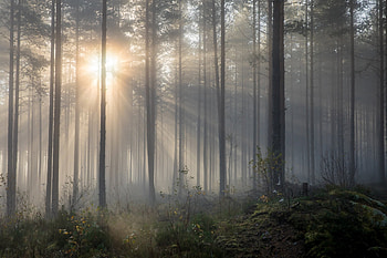Forest in the morning, forest, morning, tree, light, mist HD wallpaper