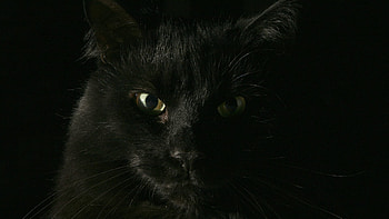 Animals, Cat, Muzzle, Sight, Opinion, Thick, Fat HD wallpaper