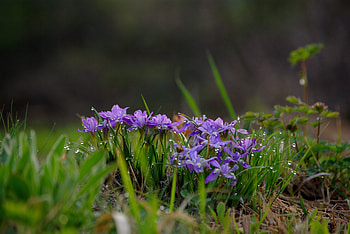Nature, morning dew, flowers, plants HD wallpaper