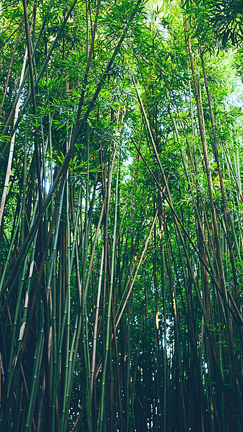 Bamboo , Natural beauty, Serene backgrounds, Calming scenery HD phone wallpaper