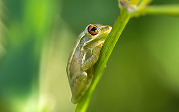 Animals, Usa, United States, Frog, Florida, North Port HD wallpaper