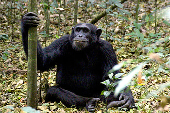 Chimpanzee, Pan troglodytes, Wild nature HD wallpaper
