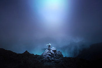 Majestic Fox Graceful Guardian Of The Forest, fox, animals, artist, artwork, digital-art HD wallpaper