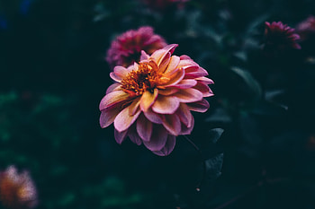 Flowers, Flower, Dark, Petals, Bud, Blur, Smooth, Bloom, Flowering HD wallpaper