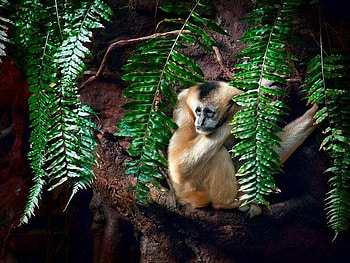 Wise Mokey, mokey, cool, wise HD wallpaper