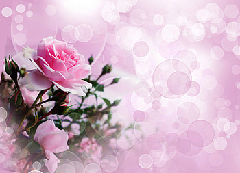 Pink Flower, Flower, Artistic, Rose, Pink Rose HD wallpaper