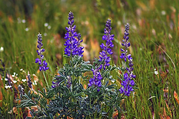 Mountain Lupine, woods, wild, flower HD wallpaper