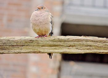 Dove On A Cedar Rail, Bird, Dove, Cedar Rail, graphy HD wallpaper