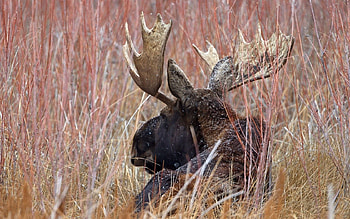 Animals, Nature, Horns, Elk HD wallpaper