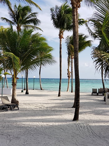 Relaxing tropical beach in Cancún with palm trees and sun loungers on the sandy shore. HD phone wallpaper