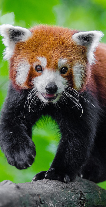 Cute red panda, Animal play, Samsung Galaxy, background HD phone wallpaper
