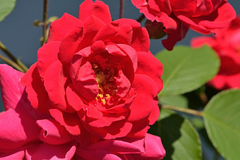 Rosy Red Rose, rosy red, red flowers, red rose HD wallpaper
