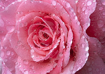 Raindrops, rose, pink, rindrops, flower HD wallpaper