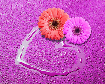 I'm always loving you, drops, grebera, flowers, heart HD wallpaper