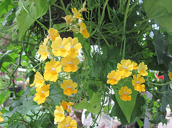 Flowers day at the greenhouse 60, Flowers, Yellow, graphy, green HD wallpaper