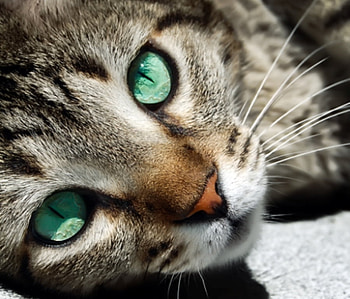 Cat, animal, gato HD wallpaper