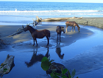 Corpus Christi travel, Horses on the beach , 46 HD wallpaper