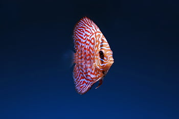 Close-up of a vibrantly colored discus fish swimming gracefully in aquatic depths. HD wallpaper