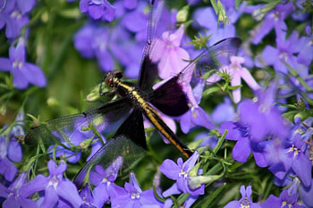 Dragon-Fly, beautiful, in flowers HD wallpaper