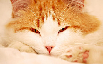 Animals, Cat, Muzzle, Sight, Opinion, Sleepy HD wallpaper