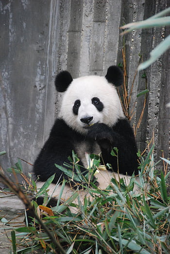 A cute giant panda munching on bamboo in a zoo enclosure, showcasing wildlife behavior. HD phone wallpaper