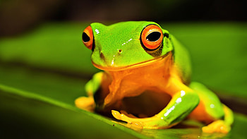 Green tree frog, Vibrant colours, Natural habitat, Captivating species HD wallpaper