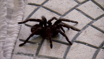 Dead Scared of Spiders - Locked Up Abroad Video - National Geographic Channel HD wallpaper