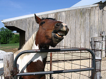 THE AWSOME HORSE, cute, horses, funny, animals HD wallpaper