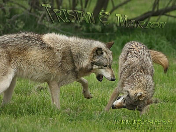 tristan and marion playing around, tristan, marion, playing, wolves HD wallpaper