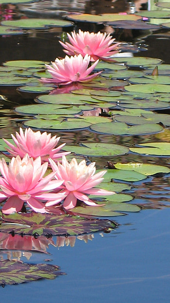 Water Lily, Pink, Adorable, Flower HD phone wallpaper