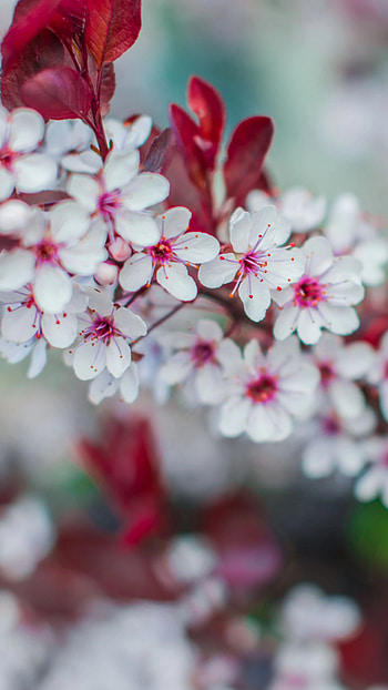 Spring Background, White, Flower HD phone wallpaper