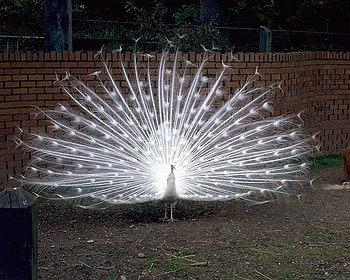 Rare White Fanning, rare, , nature, peacock, fan HD wallpaper
