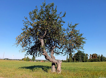 Two Apple-trees., trees, fields, others, nature HD wallpaper