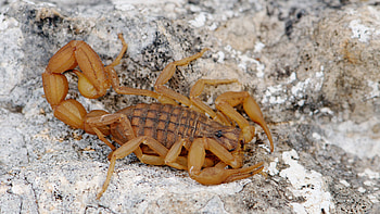 Bending and twisting scorpion tails, Fascinating movement, Unique adaptation, Biology marvels HD wallpaper