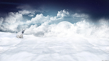 Animals, Winter, Clouds, Snow, Bears HD wallpaper