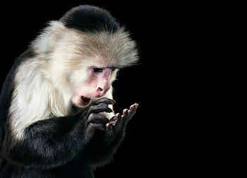 My precious!, animal, white, monkey, black, cute, hand, pink, funny, maimuta, capucin HD wallpaper