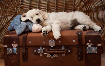 I have a lot of laziness, dog, laziness, animal, siutcase, cute, labrador, teddy, pet, friend, sleep HD wallpaper