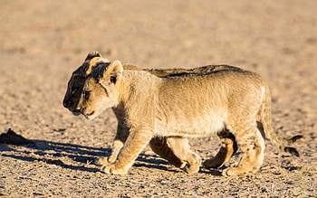 Animals, Lions, Young, Couple, Pair, Shadow, Stroll, Cubs HD wallpaper