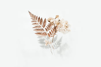Elegant arrangement of dried fern leaves and flowers with shadows on a light background. HD wallpaper