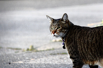 Animals, Cat, Sight, Opinion, Observation, Severe HD wallpaper
