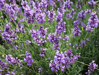 Plants, Flowers HD wallpaper