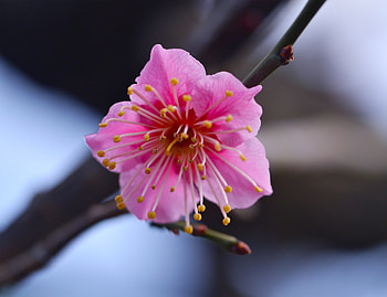 Flower, Macro, Petals, Branch, Spring HD wallpaper
