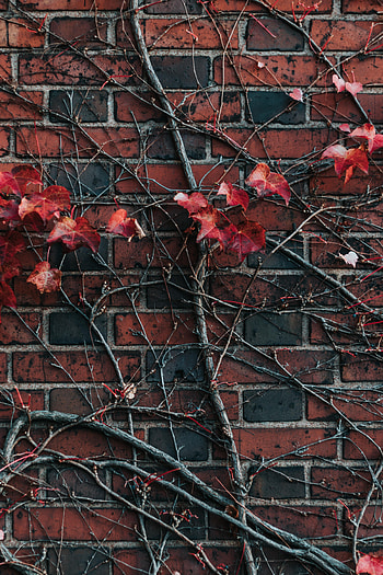 Leaves, Plant, Miscellanea, Miscellaneous, Branch, Wall, Brick HD phone wallpaper