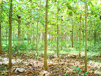 Teak Tree, Indonesian timber legality, Public sector innovation, SVLK observatory HD wallpaper