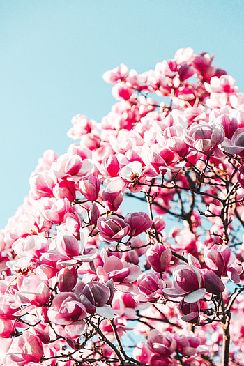 Flowers, blossom, pink flowers HD phone wallpaper
