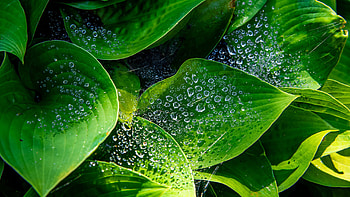 Beautiful Green Hosta Leaves With Water Drops Macro graphy graphy HD wallpaper